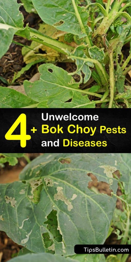 Encourage germination of your Asian Brassica rapa plants like bok choy and Chinese cabbage when you care for these cool-season growers and prevent them from bolting. Your pak choi will be free from flea beetles and worm larvae when you understand this plant’s most common issues. #bok #choy #problems