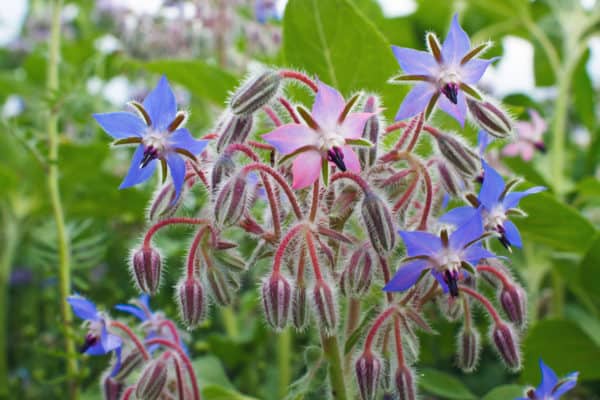 Borage attracts pollinators.