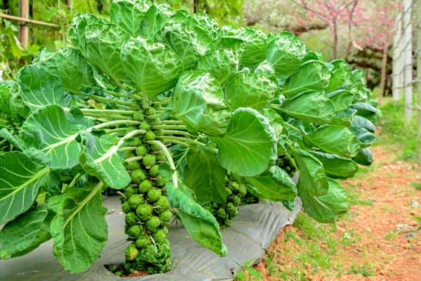 Brussels sprouts are ideal companions for other cole crops.