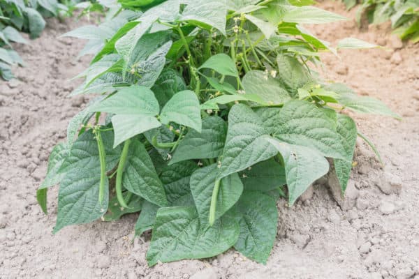 Bush beans make great veggie companions because they help the soil.