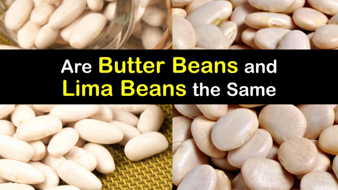 Comparing Beans Are Lima Beans and Butter Beans the Same