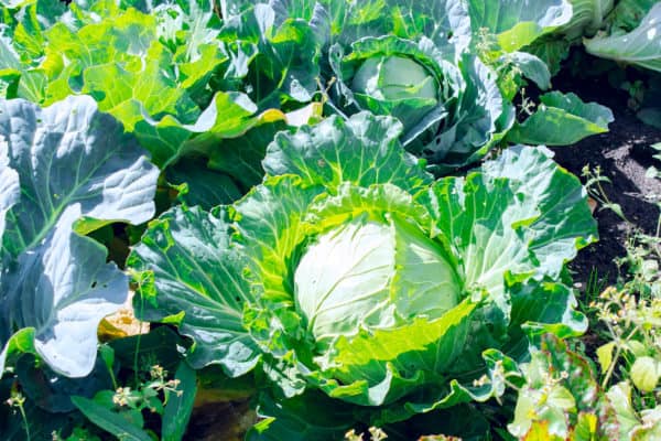 Cabbage is a member of the Brassicas family of vegetables.