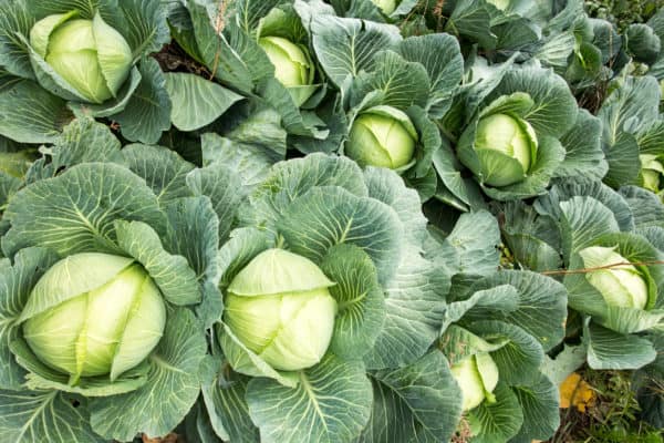 Cabbages are great vegetables to plant in spring.