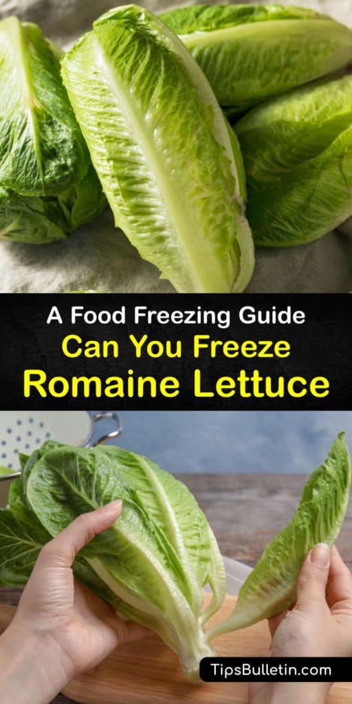 Learn how to freeze romaine lettuce to prevent food waste. Veggies only last so long at room temperature or in the fridge, and freezing lettuce is a way to extend their shelf life. However, frozen lettuce is best for use in smoothies and cooked dishes. #freeze #romaine #lettuce