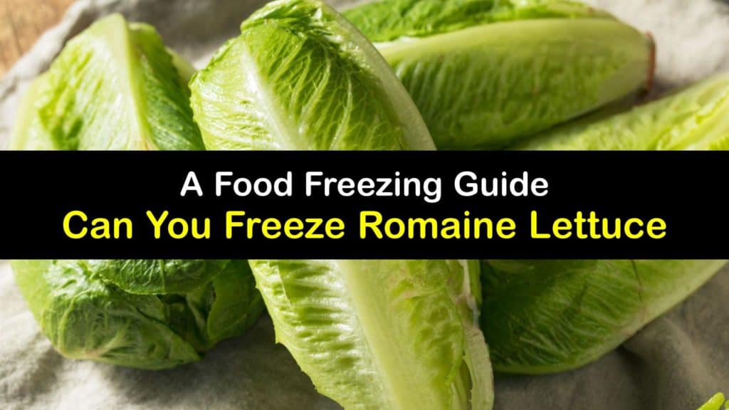 Can You Freeze Romaine Lettuce titleimg1