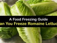 Can You Freeze Romaine Lettuce titleimg1
