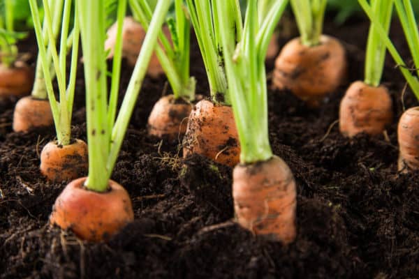 Root vegetables like carrots don't mind cool weather.