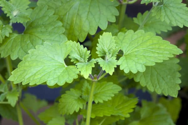 Catnip grows well with a variety of plants.