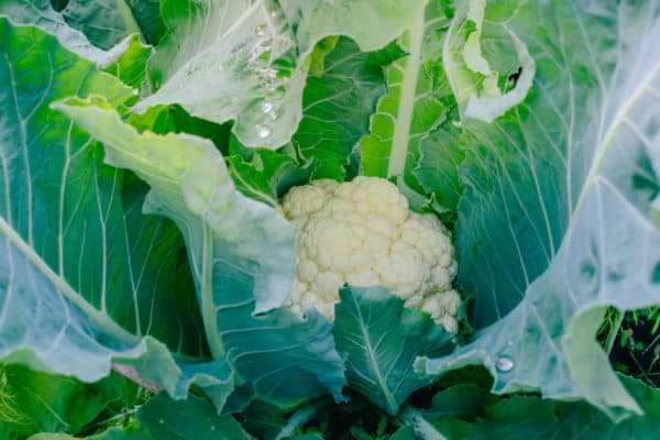 Companion plant beets with Brassica plants like cauliflower.