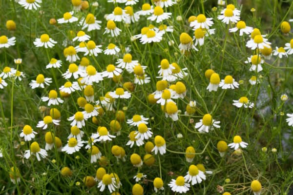 Chamomile is a pretty, daisy-like flower.
