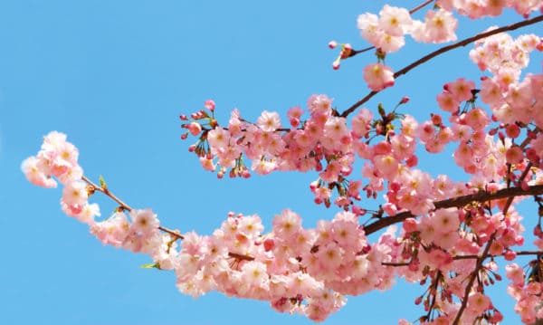 Plant a cherry tree near your elderberries for added beauty.