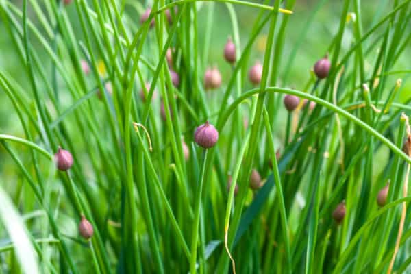 Your container garden should always include herbs like chives.