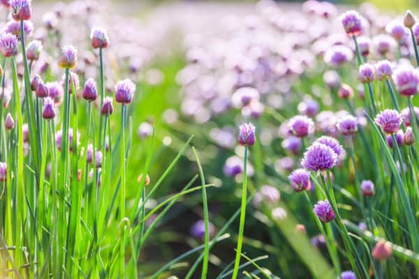 Plant chives and other alliums in March.