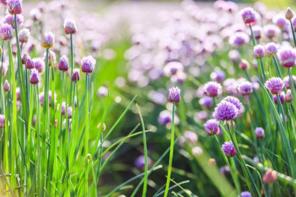 Plant chives and other alliums in March.