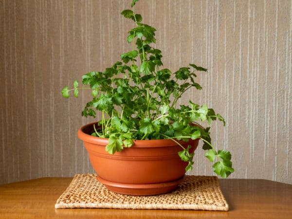 Cilantro and coriander come from the same plant.