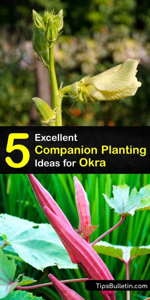 Find out which plants will provide benefits when growing alongside okra. Common plants like radishes, chives, and bush beans will draw in pollinators and repel unwanted pests like stink bugs. #okra #companion #planting #gardening