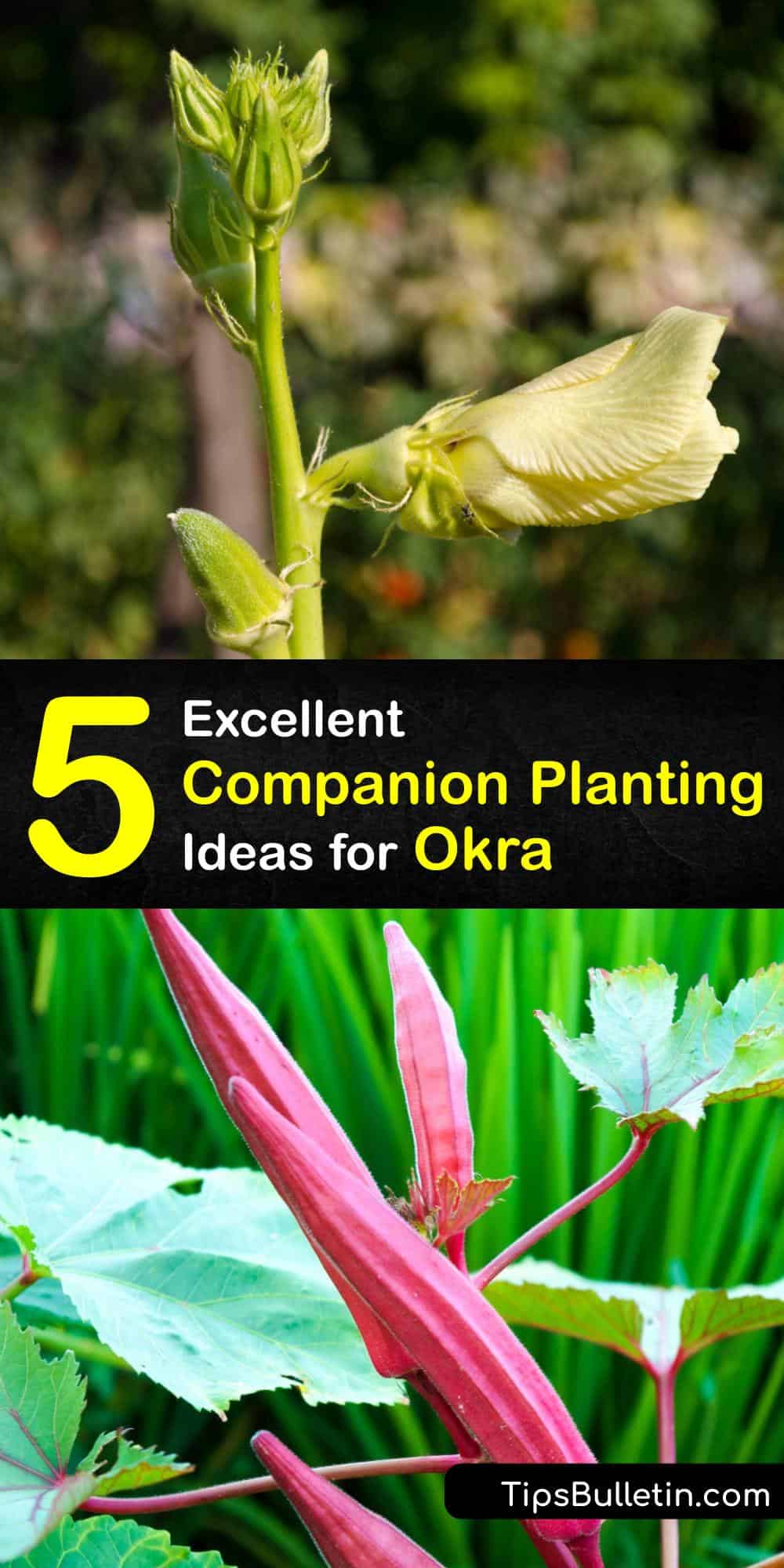 Plant Companions for Okra Plants that Grow Well with Okra