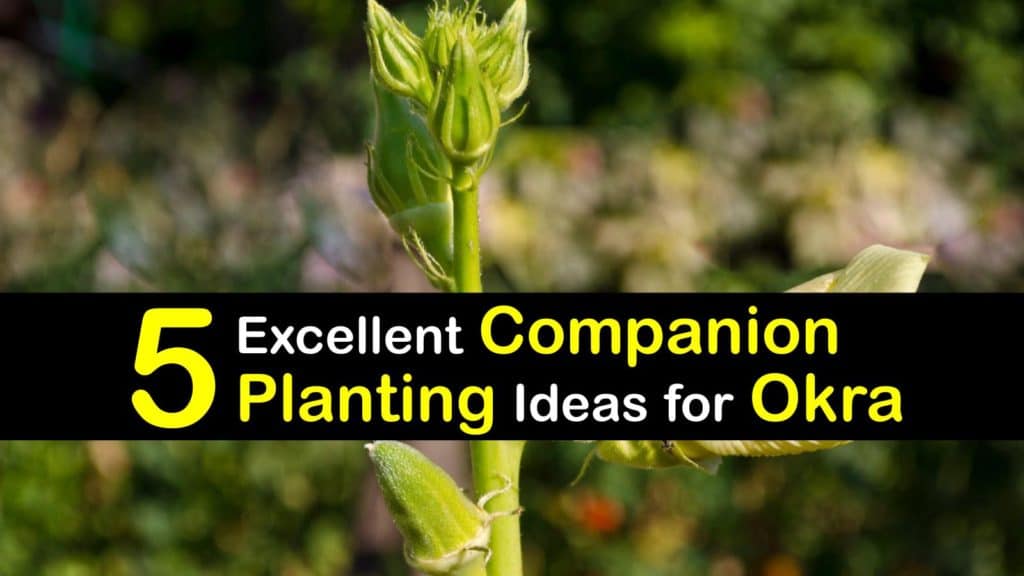 Companion Planting for Okra titleimg1