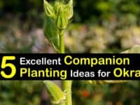 Companion Planting for Okra titleimg1