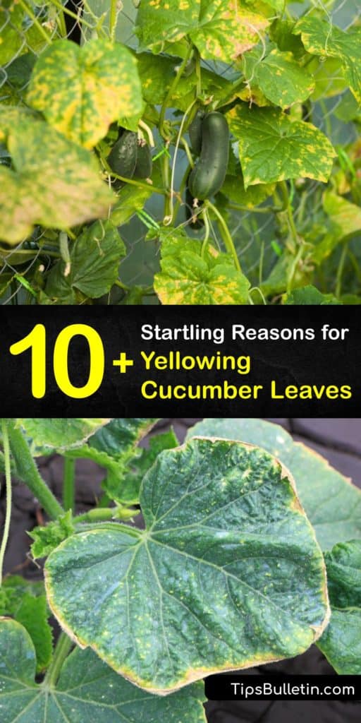 Combat all of the things that make your cukes start yellowing. Save your infected plants from downy mildew, spider mites, cucumber beetles, whiteflies, and a nitrogen deficiency by providing more air circulation and utilizing row covers and insecticides. #cucumber #leaves #yellowing