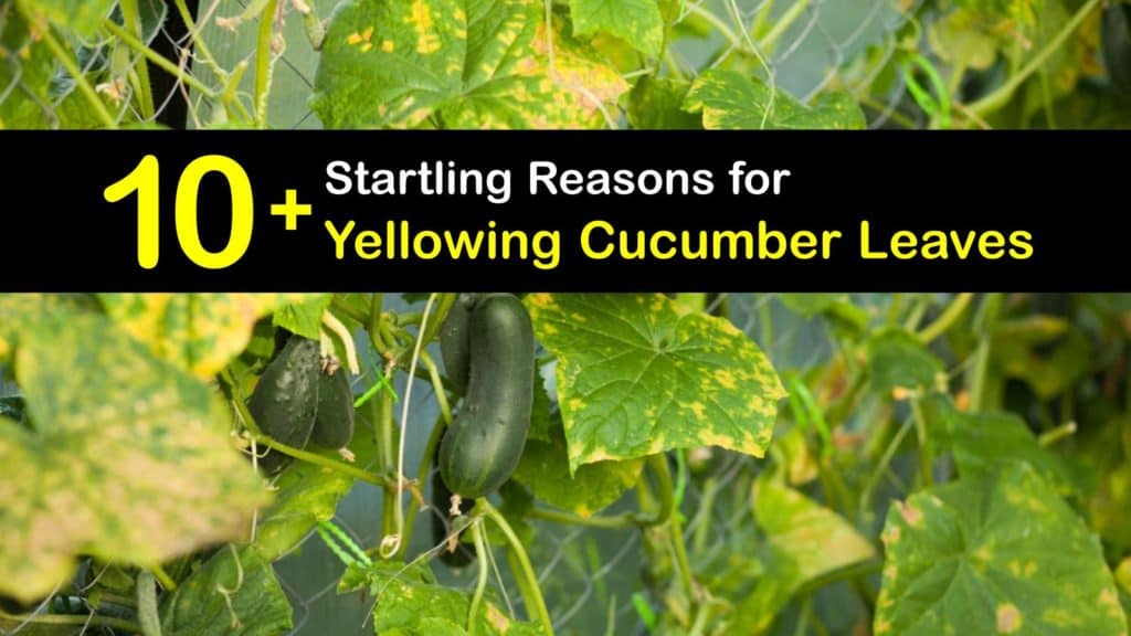 Cucumber Leaves Turning Yellow titleimg1