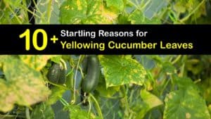 Cucumber Leaves Turning Yellow titleimg1