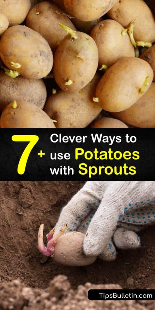 Learn how to use sprouted potatoes to prevent food waste. Over time, tubers tend to grow sprouts, even if you keep them in a dry place, but they are still useful for making french fries or baked potatoes and perfect for regrowing new spuds. #sprouting #potatoes