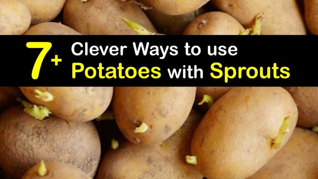 Do Potatoes go Bad when They Sprout titleimg1