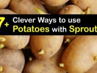 Do Potatoes go Bad when They Sprout titleimg1