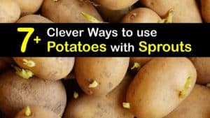 Do Potatoes go Bad when They Sprout titleimg1