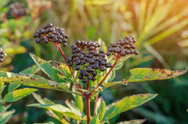 Companion planting elderberries with other elderberries increases fruit production.