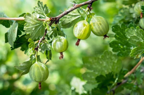 Gooseberries like growing in the shade of elderberry plants.