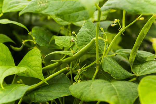 Green beans are easy veggies to grow.