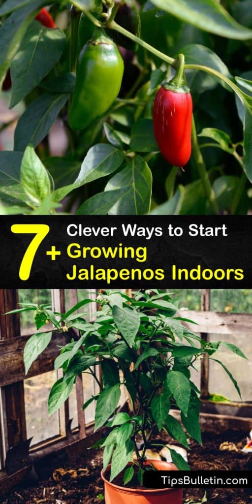 Try these tips for growing jalapeno pepper plants indoors. Learn how to start growing your own pepper seeds indoors from potting mix and using a grow light to make your jalapeno plants germinate. #jalapenos #peppers #growing #indoors