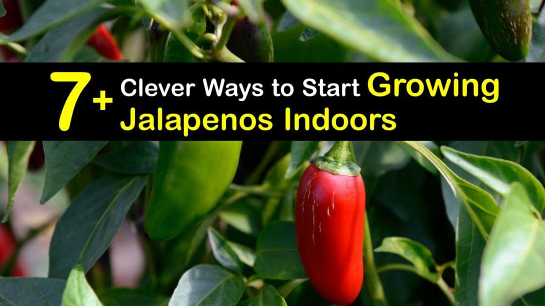 7+ Clever Ways to Start Growing Jalapenos Indoors