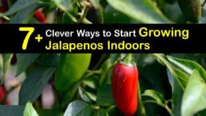 Growing Jalapenos Indoors titleimg1