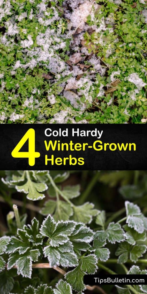 Discover ways to grow fresh herbs year-round. From your windowsill, learn how to produce winter herbs like cilantro despite the cold weather. #winter #herbs #gardening #cold #weather