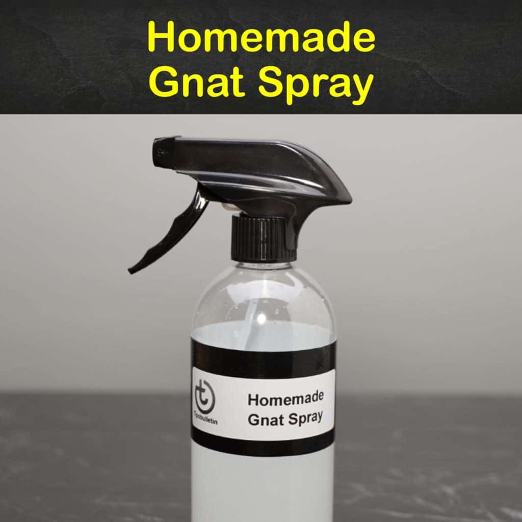 homemade-gnat-spray-what-can-i-spray-to-get-rid-of-gnats