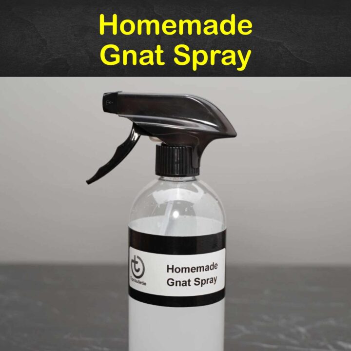 Homemade Gnat Spray