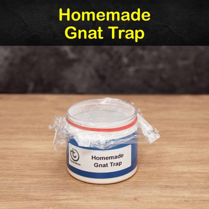 Homemade Gnat Trap