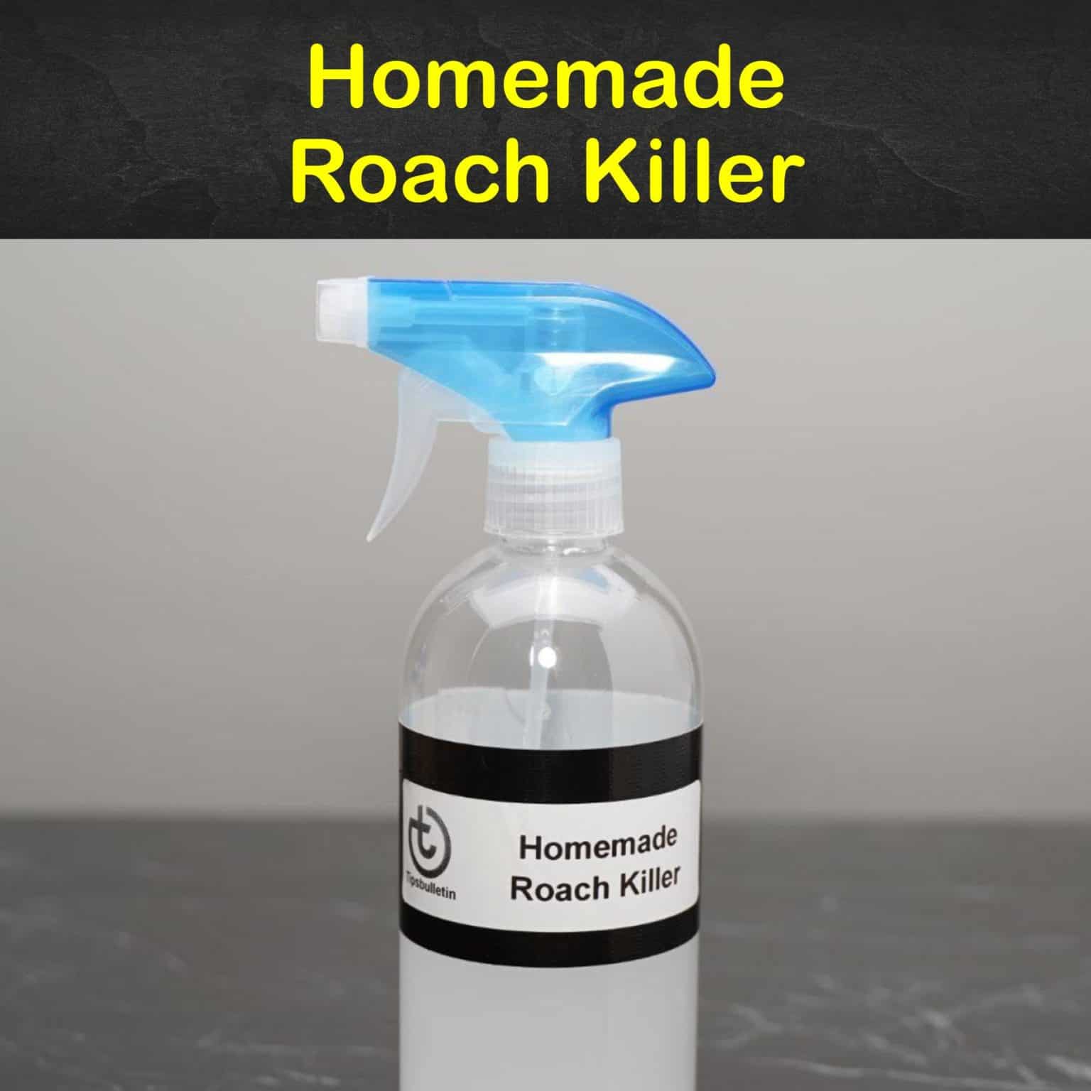 Killing Cockroaches Amazing Homemade Roach Killer Tips