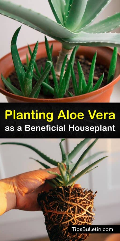 Grab your succulent potting soil and start repotting aloe plants for a beneficial houseplant that helps with sunburn or bug bites. These plants only require some potting mix, a drainage hole, and full sun or direct sunlight to keep them healthy and happy indoors. #growing #aloevera #pots