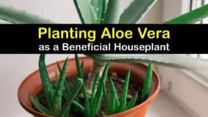 How to Grow Aloe Vera in a Pot titleimg1