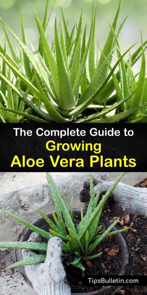 Discover how to repot and grow your own aloe vera plant indoors and outside with the proper potting soil. Use aloe from the leaves to heal sunburn. Avoid overwatering this plant, give it direct sunlight, and it thrives and grows two feet tall or more. #growing #aloevera #plants