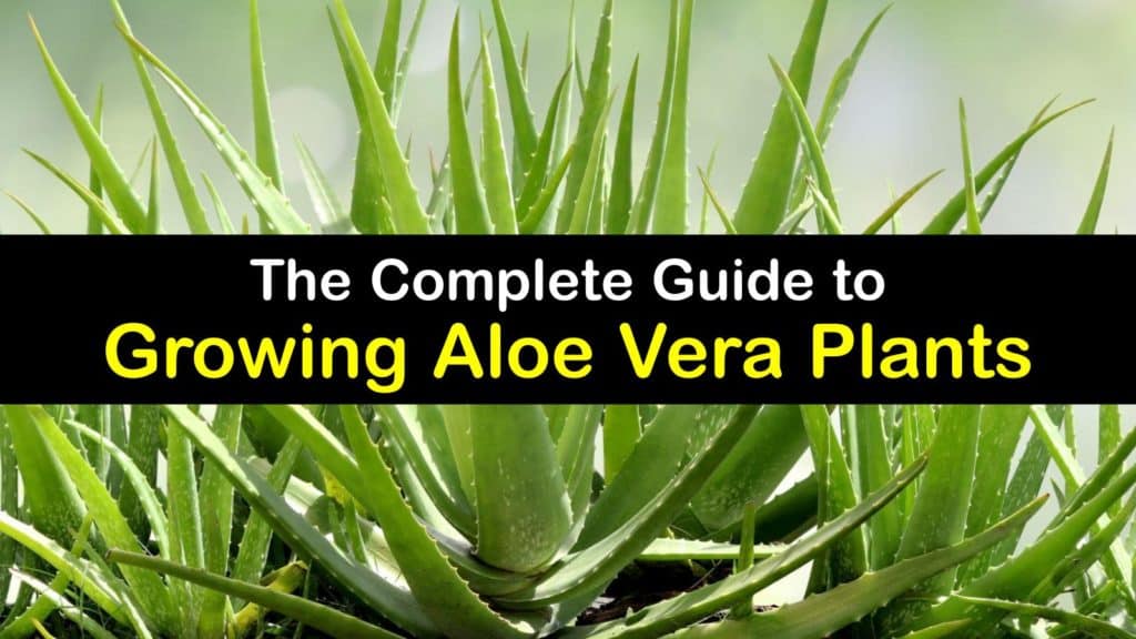 How to Grow Aloe Vera titleimg1