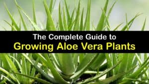 How to Grow Aloe Vera titleimg1