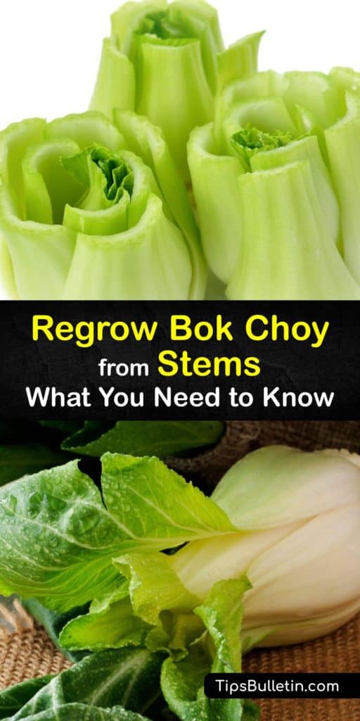 Discover how to regrow bok choy plants (Brassica rapa) from the leftover stem you usually toss in the trash after using the green leaves to make stir fry or other Asian dishes. All you need is some water and a pot of soil, and the right growing conditions. #howto #regrow bokchoy #stem