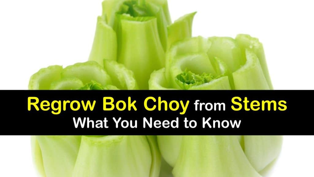 How to Grow Bok Choy from Stem titleimg1