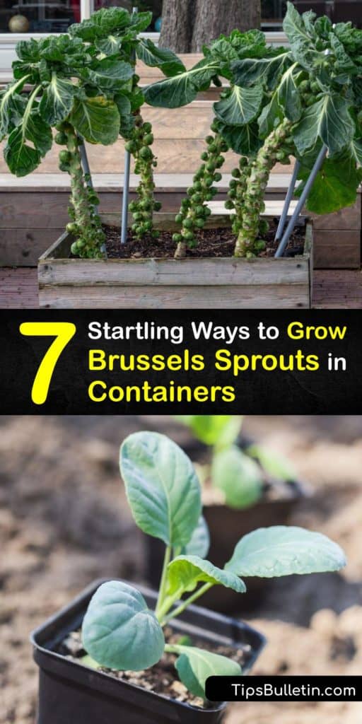Here are several ways to begin container gardening to grow Brussels sprouts around your home. Find information on potting soil, the Brussels sprouts growing season, and keeping pests like aphids and cabbage worms away. #brusselssprouts #container #gardening