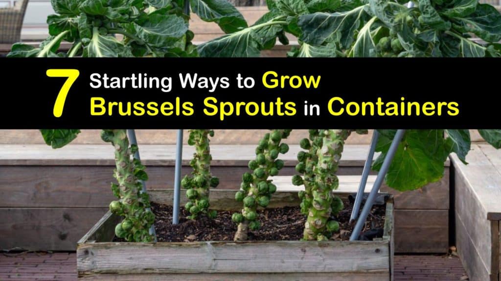 How to Grow Brussels Sprouts in a Container